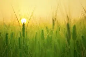 Heal Diabetes Naturally