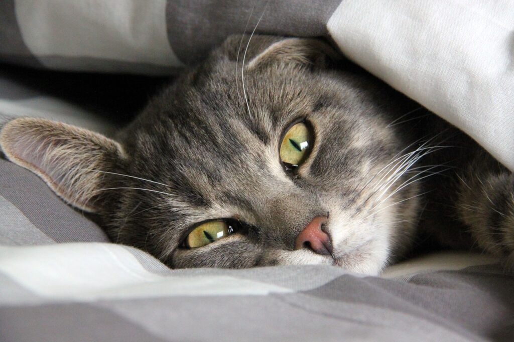 Elderly Post-Surgery Recovery
