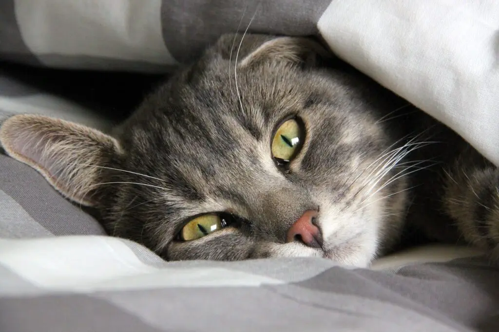 Elderly Post-Surgery Recovery