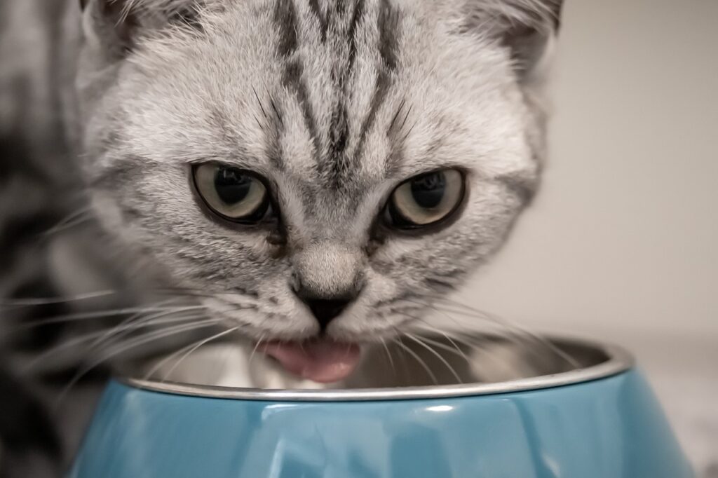 Boost Appetite in Seniors