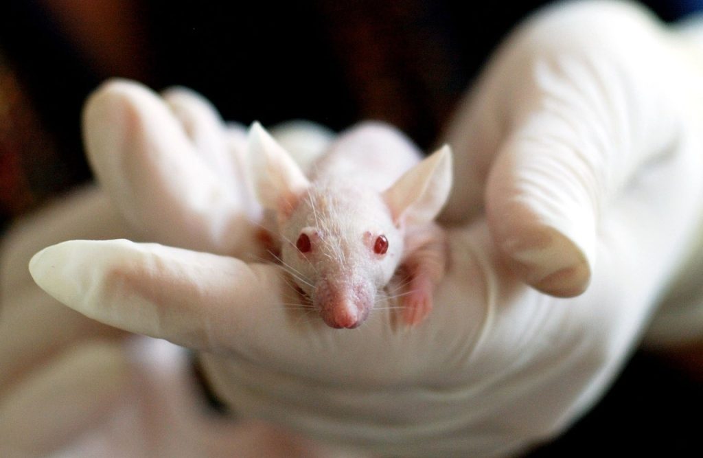 Linking High Insulin to Pancreatic Cancer: New Insights