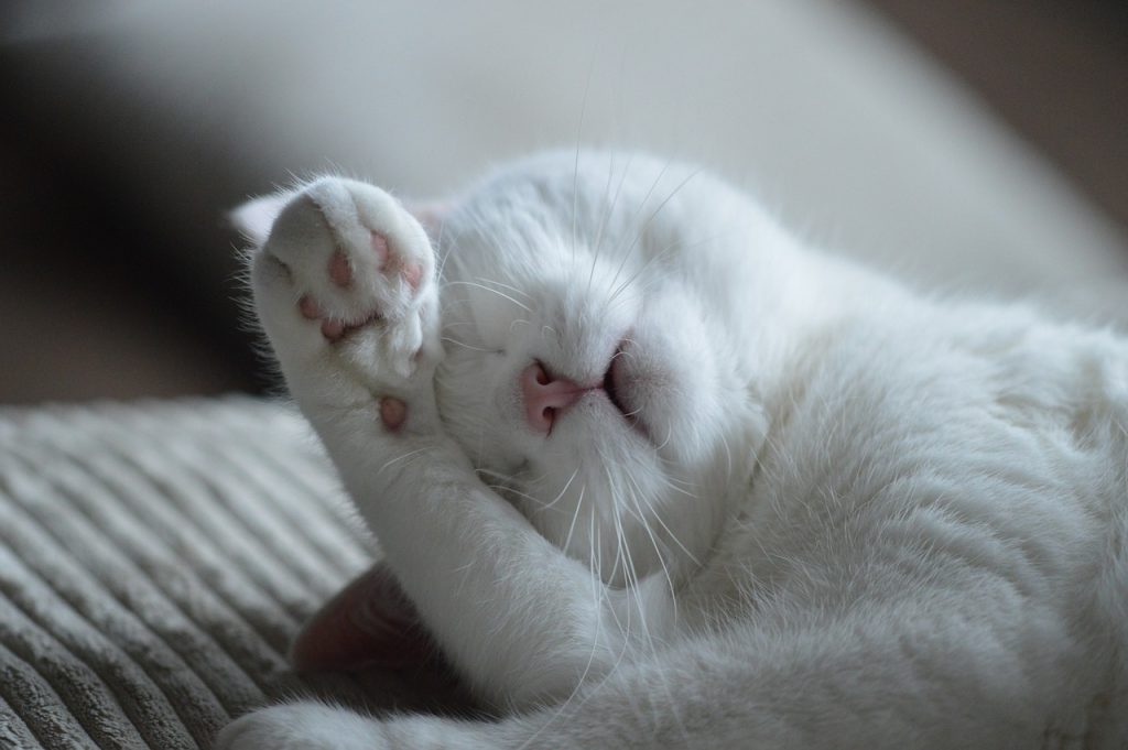 Sleep Well, Live Heart-Healthy: Study Connects Dots