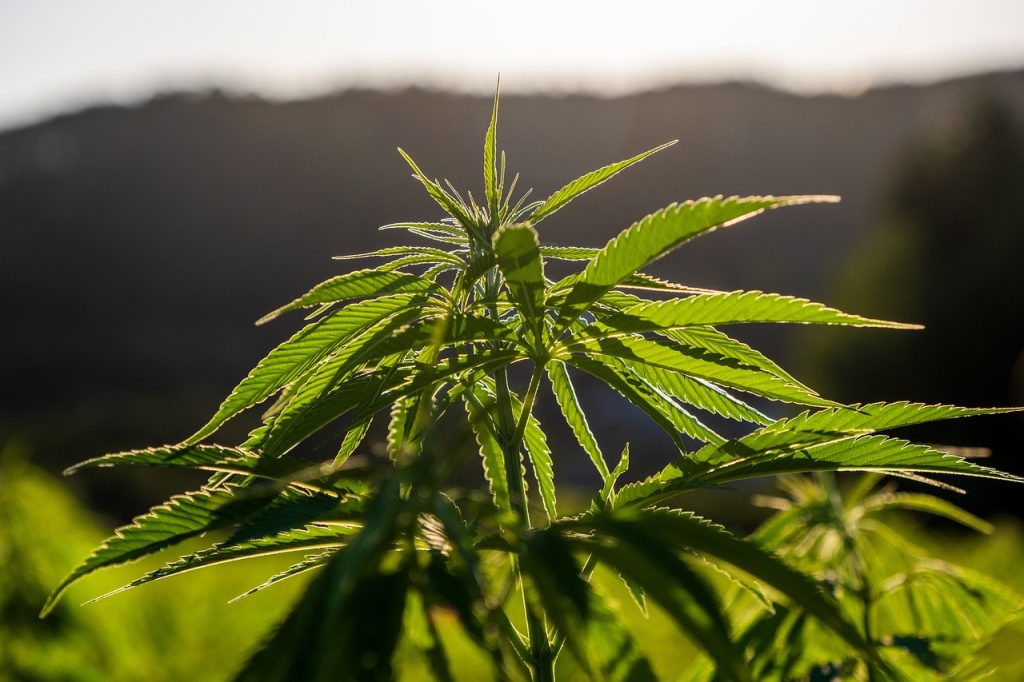 Unlocking Cannabis: A Breakthrough in IBD Treatment
